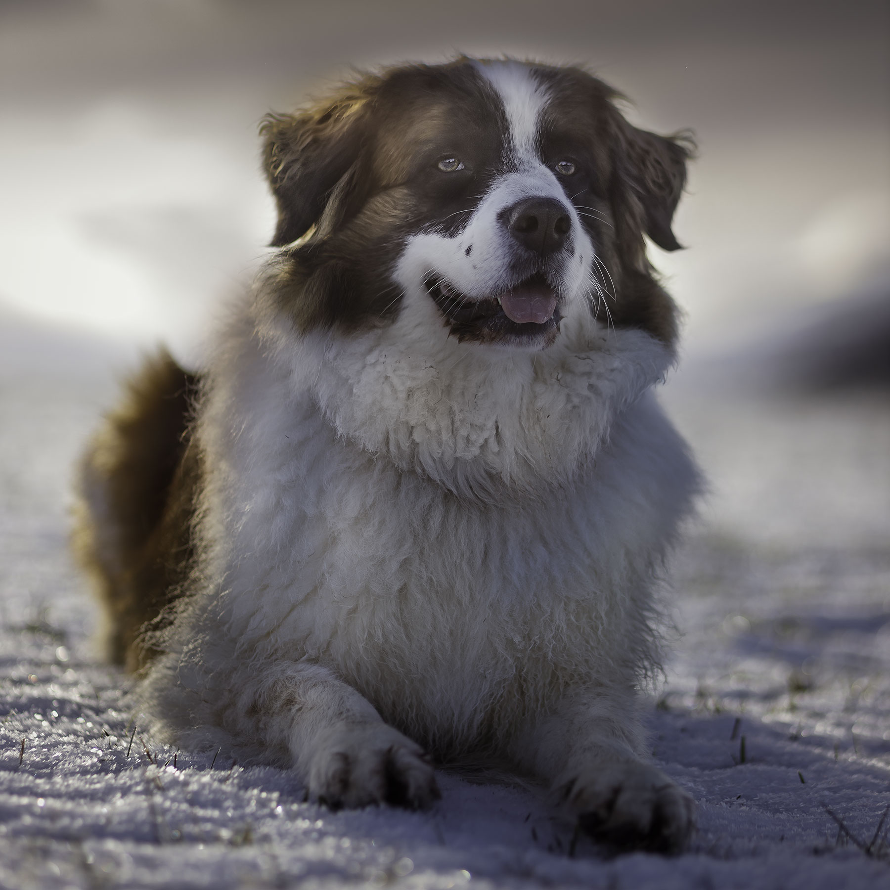 Dog photography portfolio preview