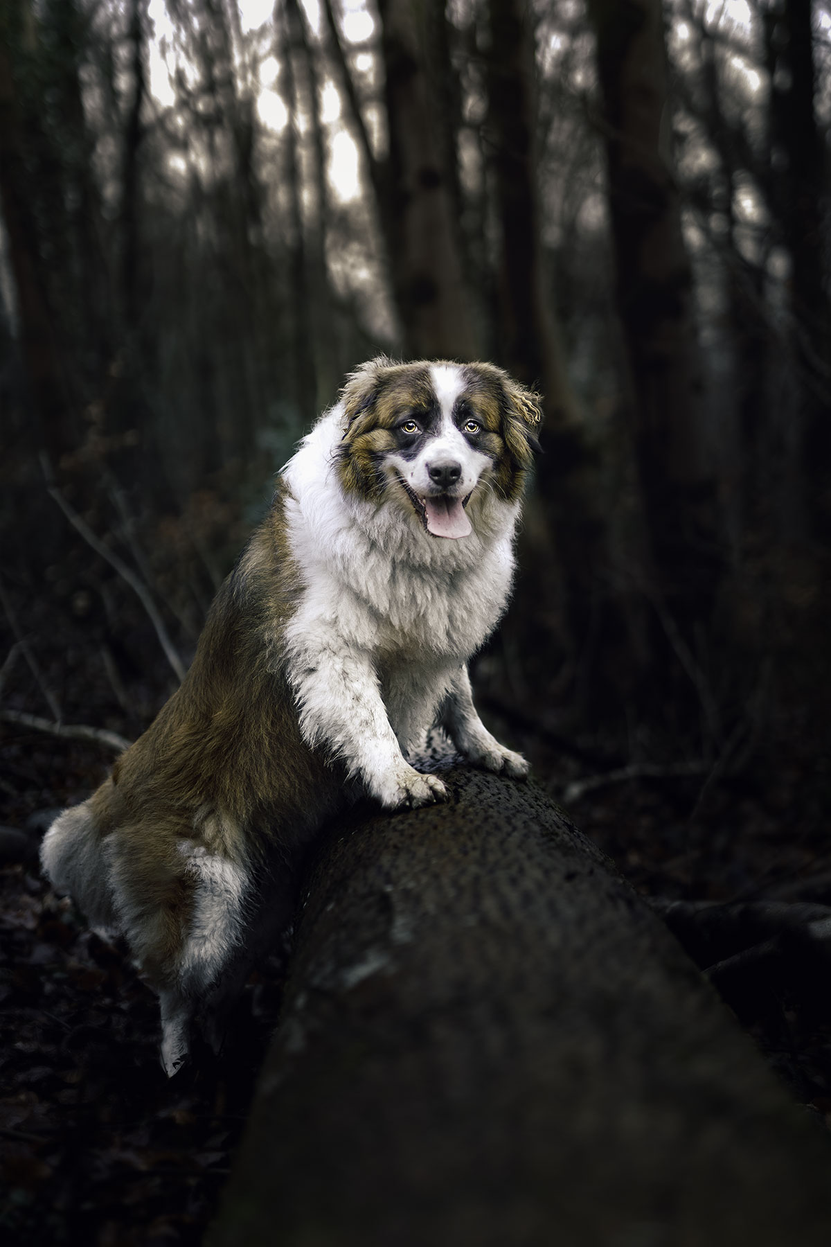 Dog photographer portrait